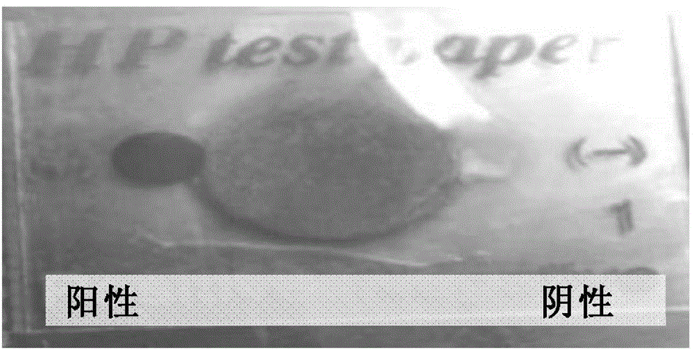 Method for using lactoferrin for treatment or prevention of helicobacter pylori infection