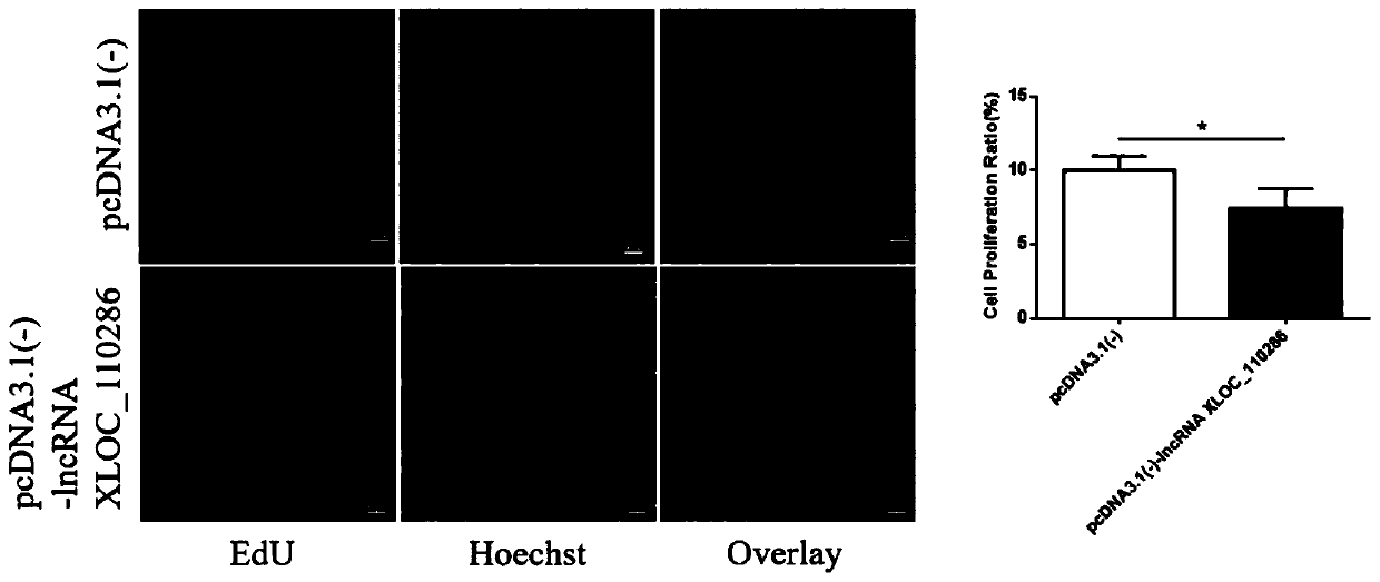 Application of inhibitor of LncRNA XLOC_110286 in preparation of medicine for promoting angiogenesis