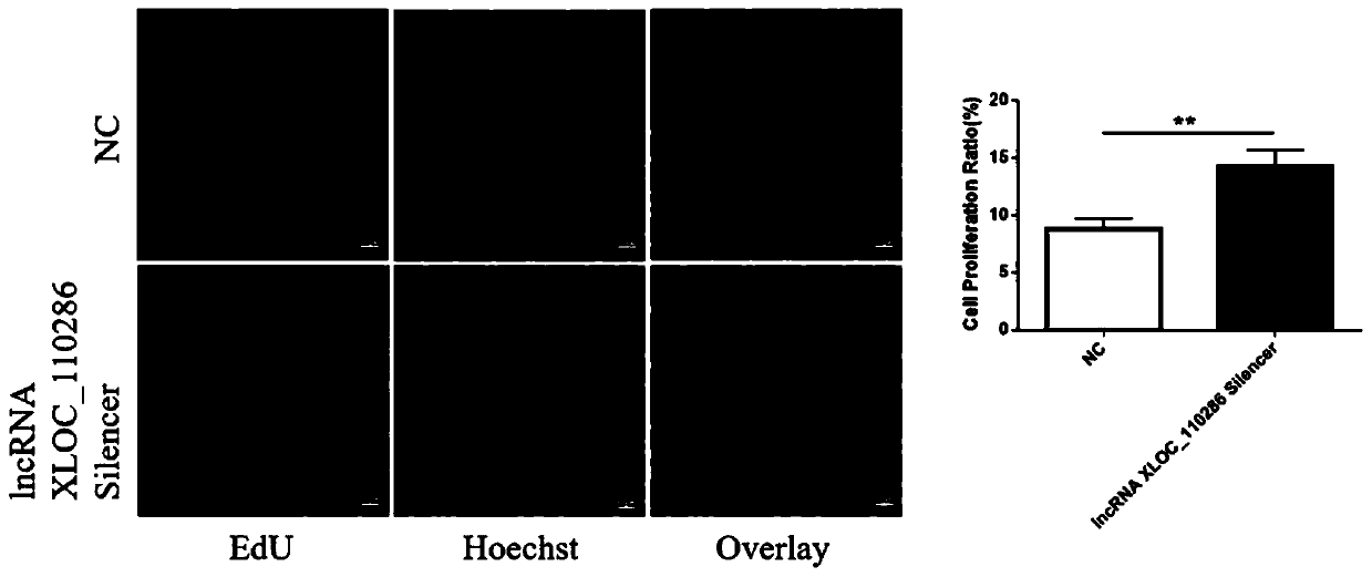 Application of inhibitor of LncRNA XLOC_110286 in preparation of medicine for promoting angiogenesis