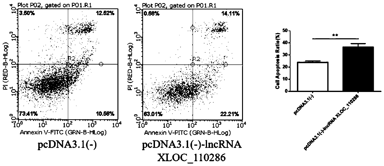 Application of inhibitor of LncRNA XLOC_110286 in preparation of medicine for promoting angiogenesis