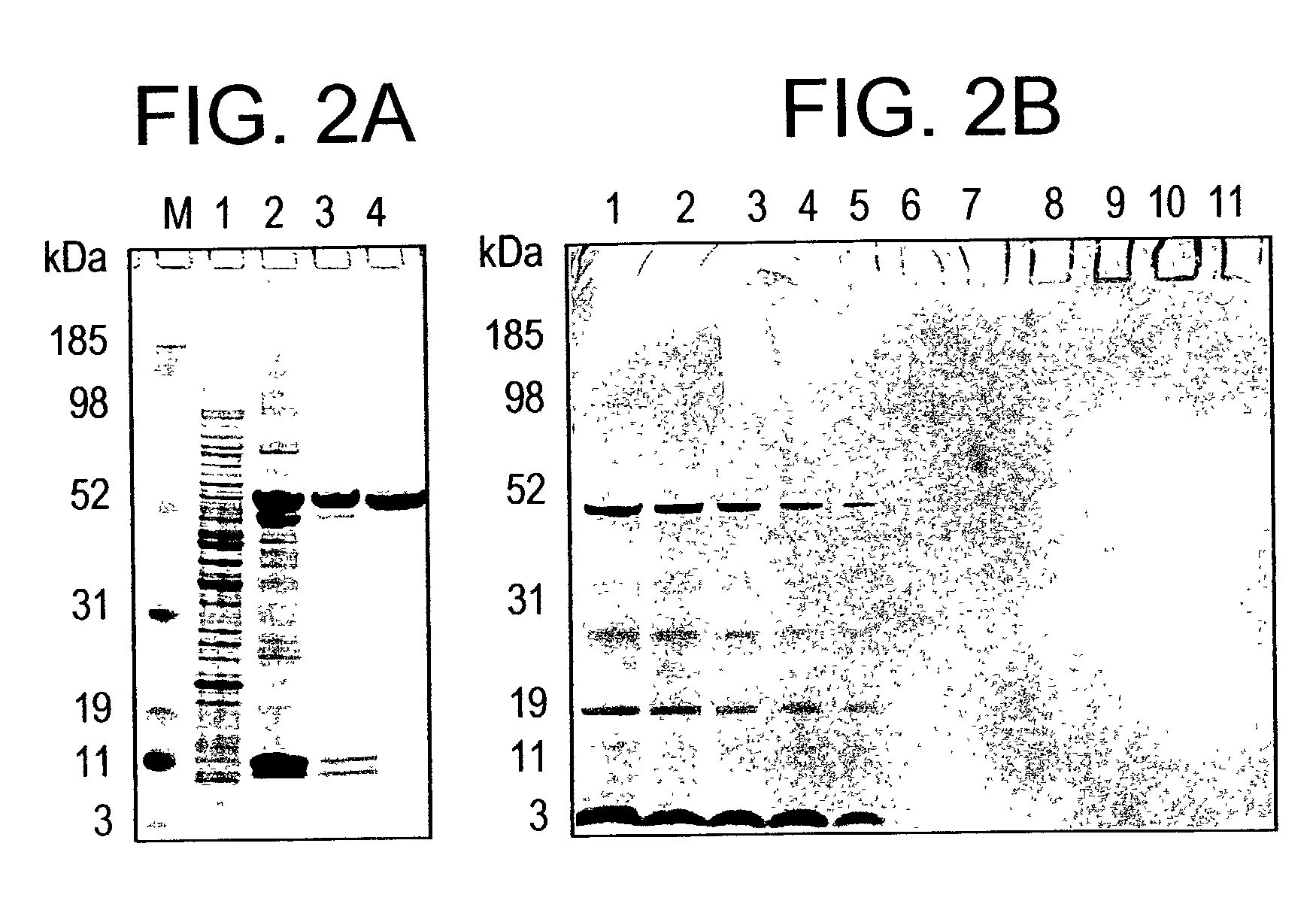 <i>Plasmodium falciparum </i>AMA-1 protein and uses thereof