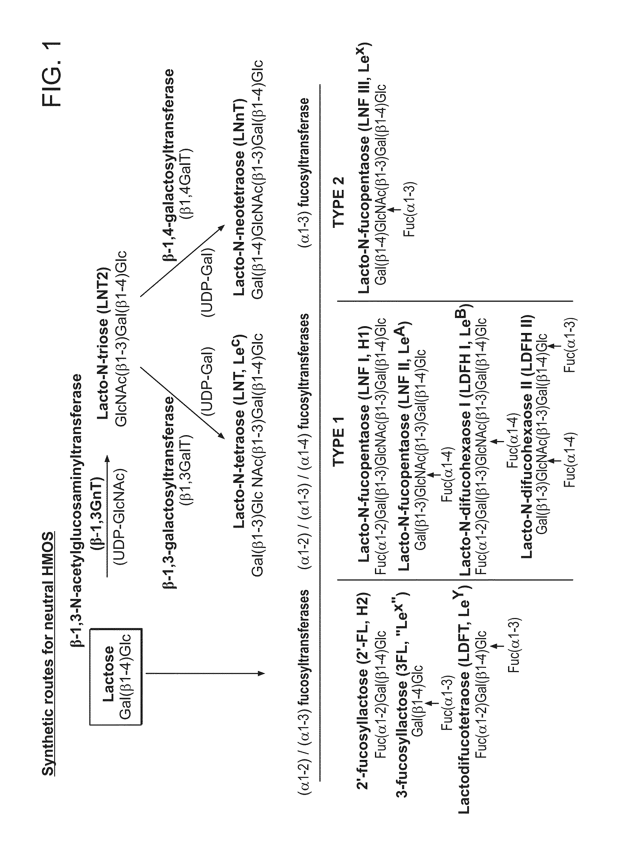 Biosynthesis of Human Milk Oligosaccharides in Engineered Bacteria