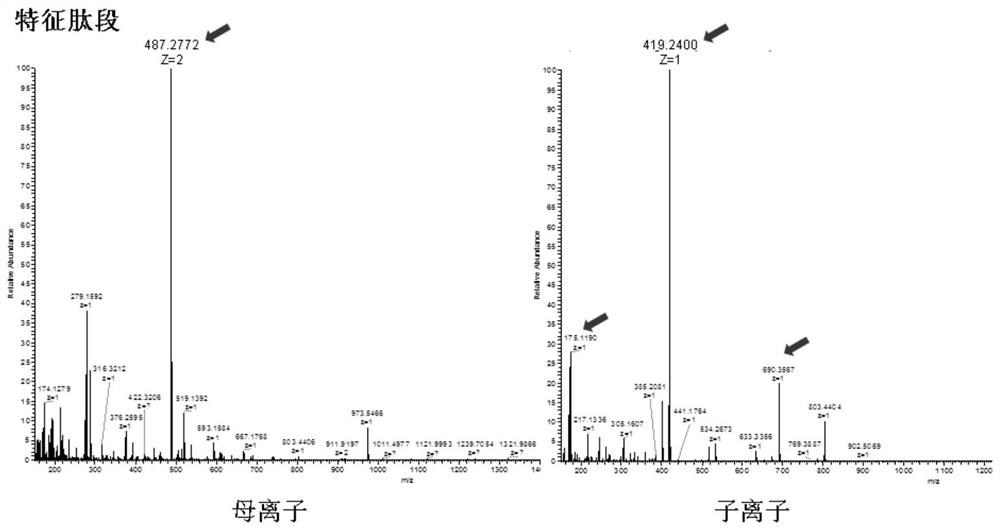 Mass spectrum method for quantifying nucleic acid based on DNA-polypeptide probe technology and application thereof