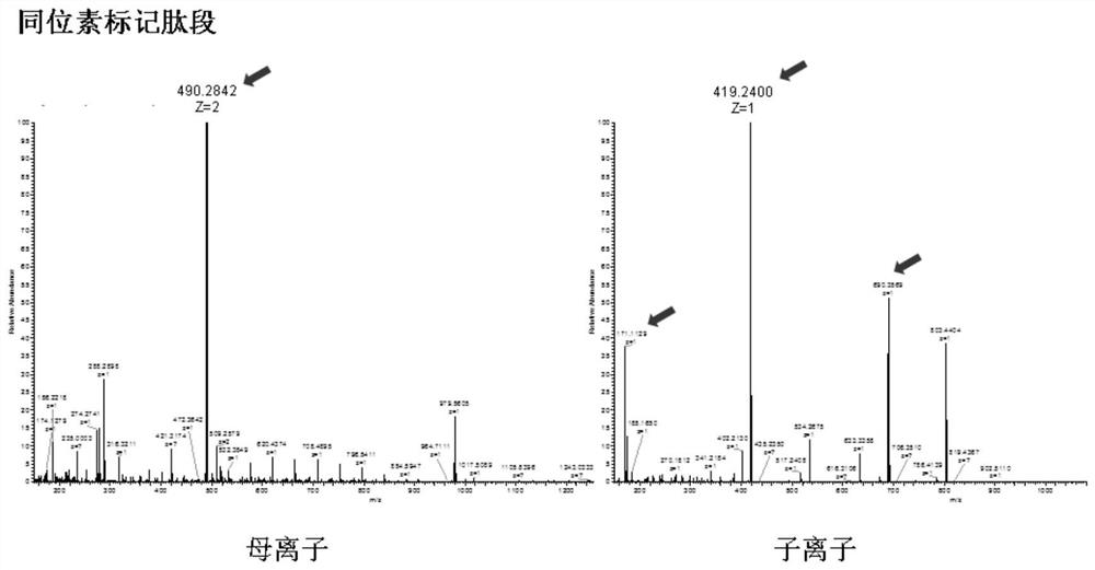 Mass spectrum method for quantifying nucleic acid based on DNA-polypeptide probe technology and application thereof