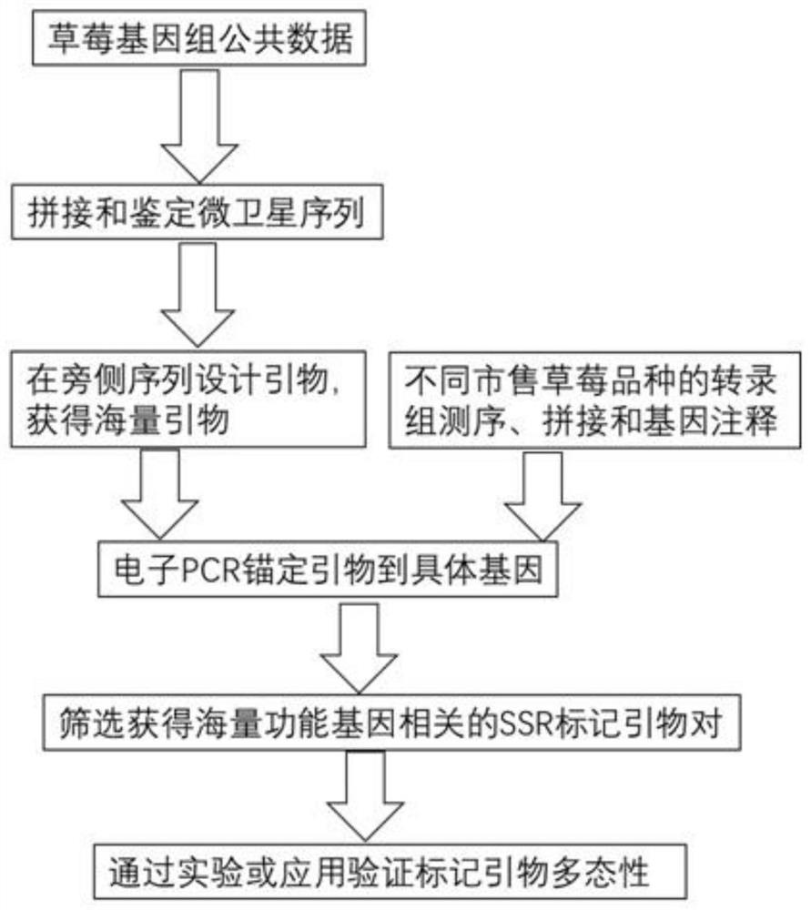 Development method of strawberry functional gene linked SSR marker