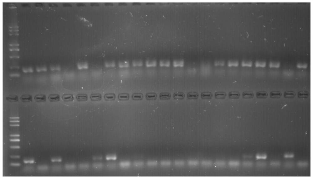 Development method of strawberry functional gene linked SSR marker