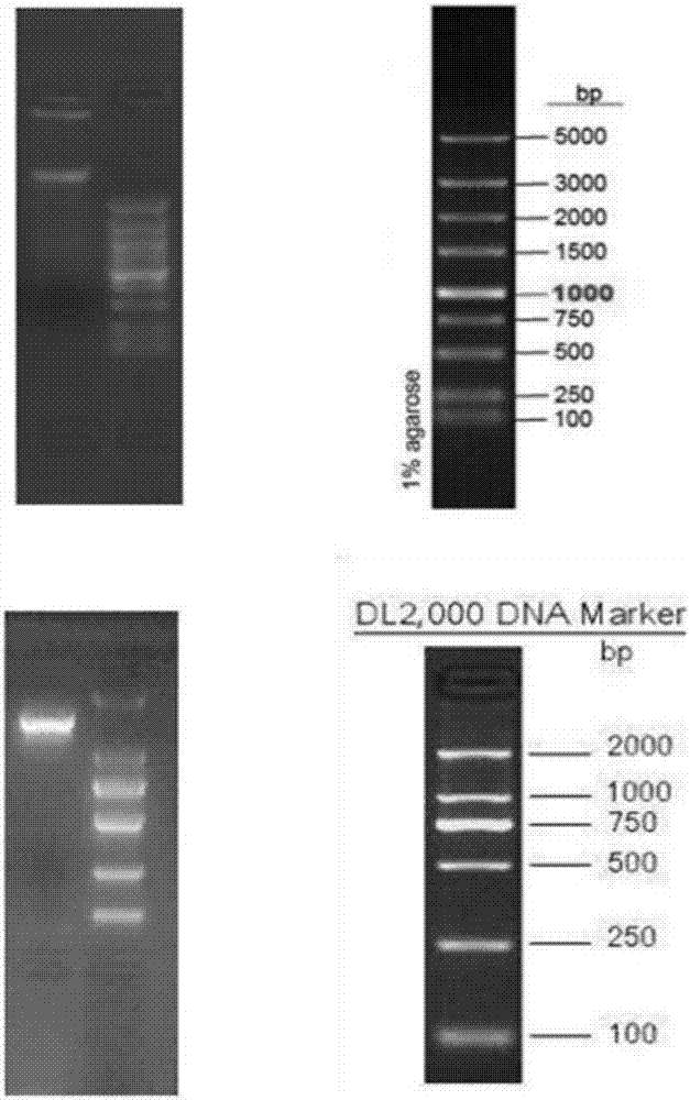 Lactobacillus rhamnosus and application thereof to preparation of vaginal antibacterial medicine