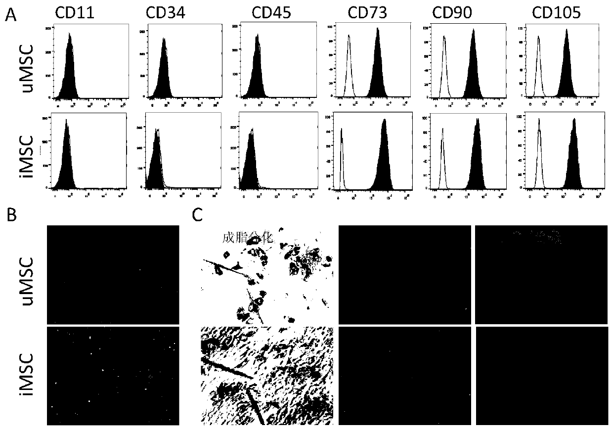 Preparation and application of mesenchymal stem cell secretion factors