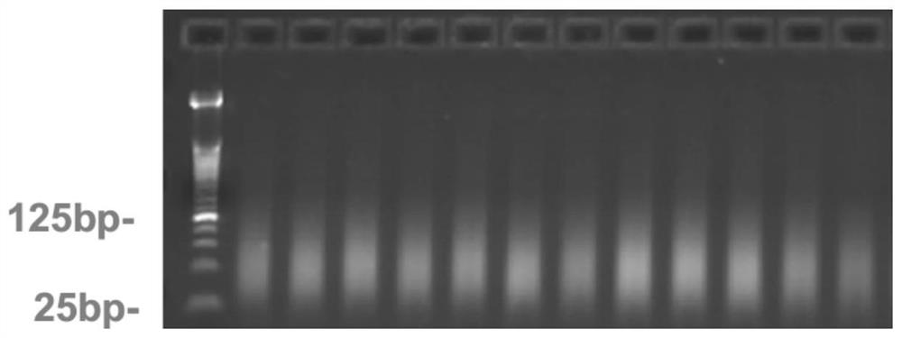 Probe composition, reagent, kit and detection method for detecting mucopolysaccharide storage disease type VII