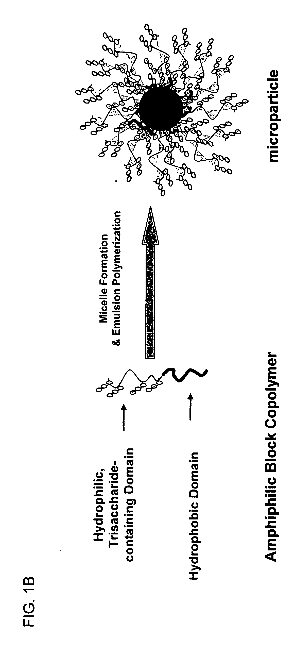 Toxin binding compositions