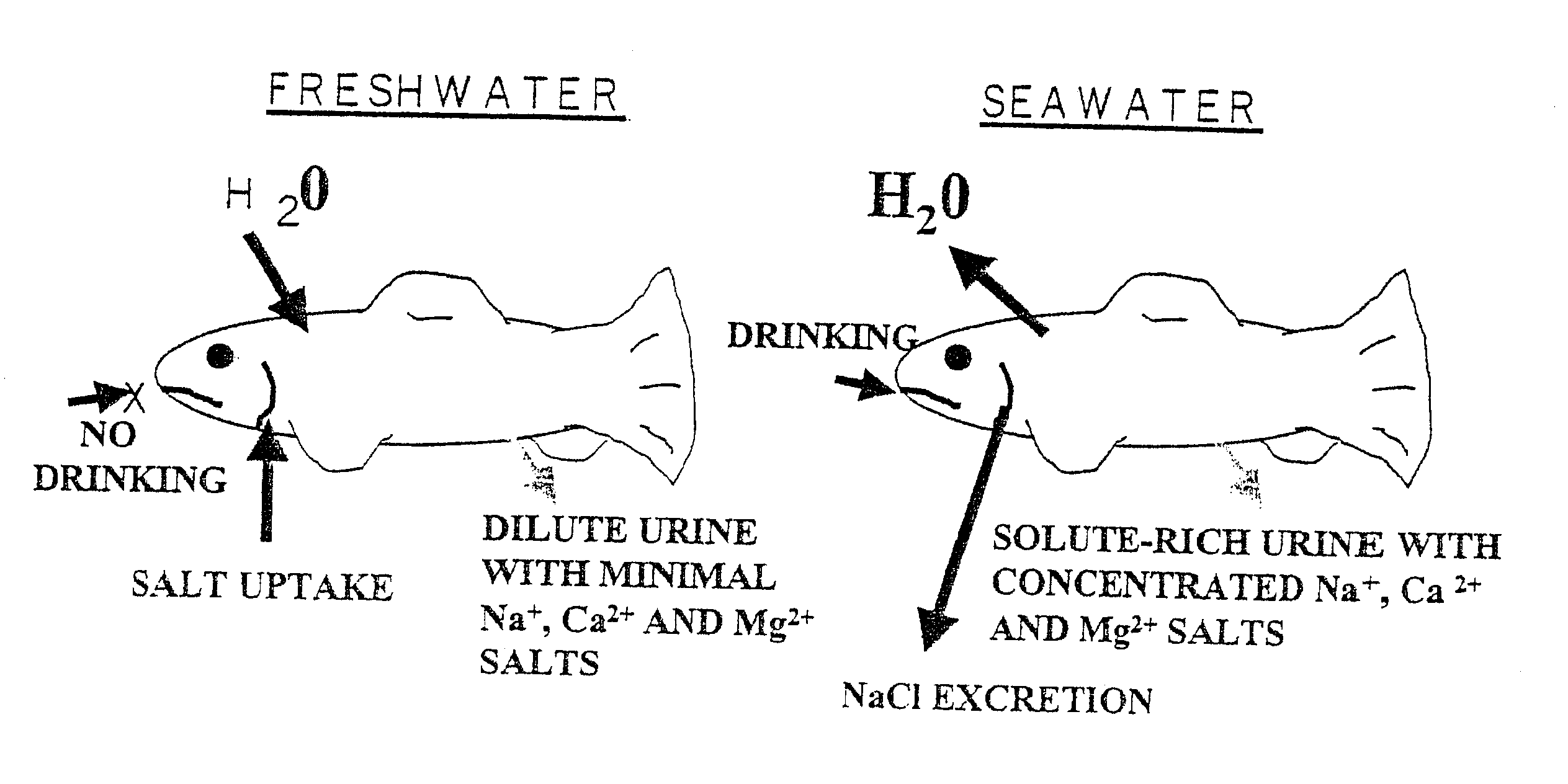 Methods for raising pre-adult anadromous fish