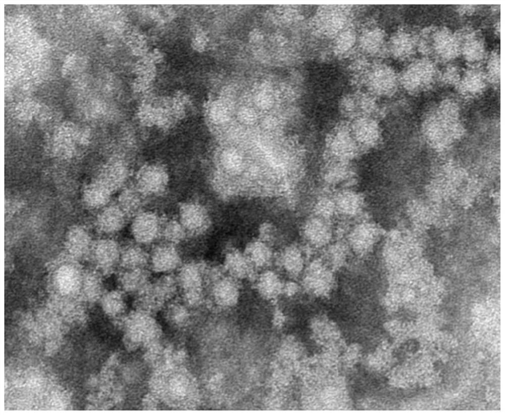 Nano vaccine as well as preparation method and application thereof