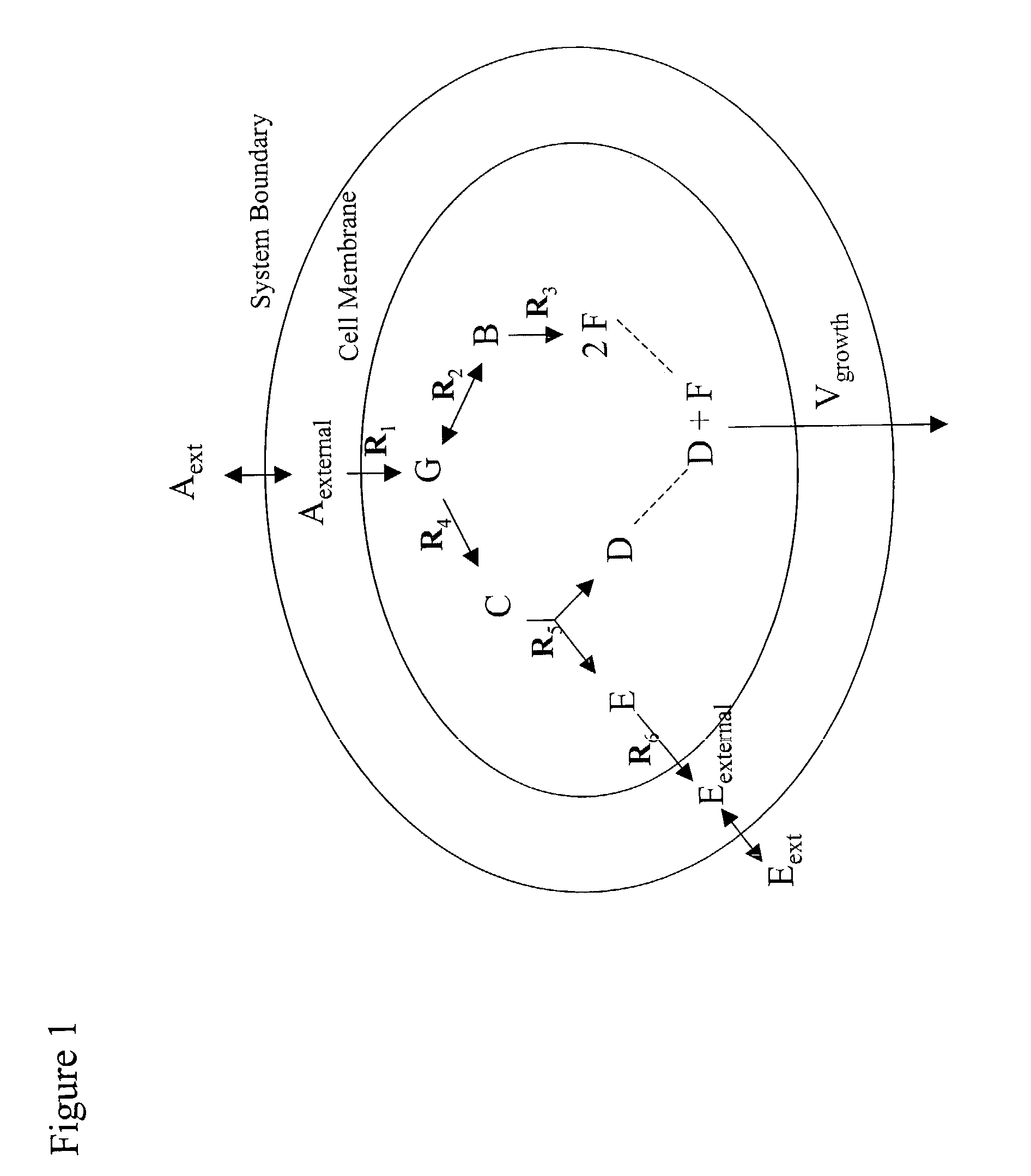 Articles of manufacture and methods for modeling <i>Saccharomyces cerevisiae </i>metabolism