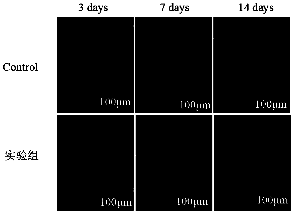 Preparation method of mixed hydrogel biological material and application thereof