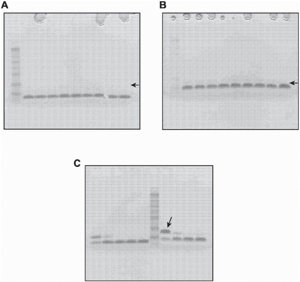 Chlorotoxin conjugates and methods of use thereof