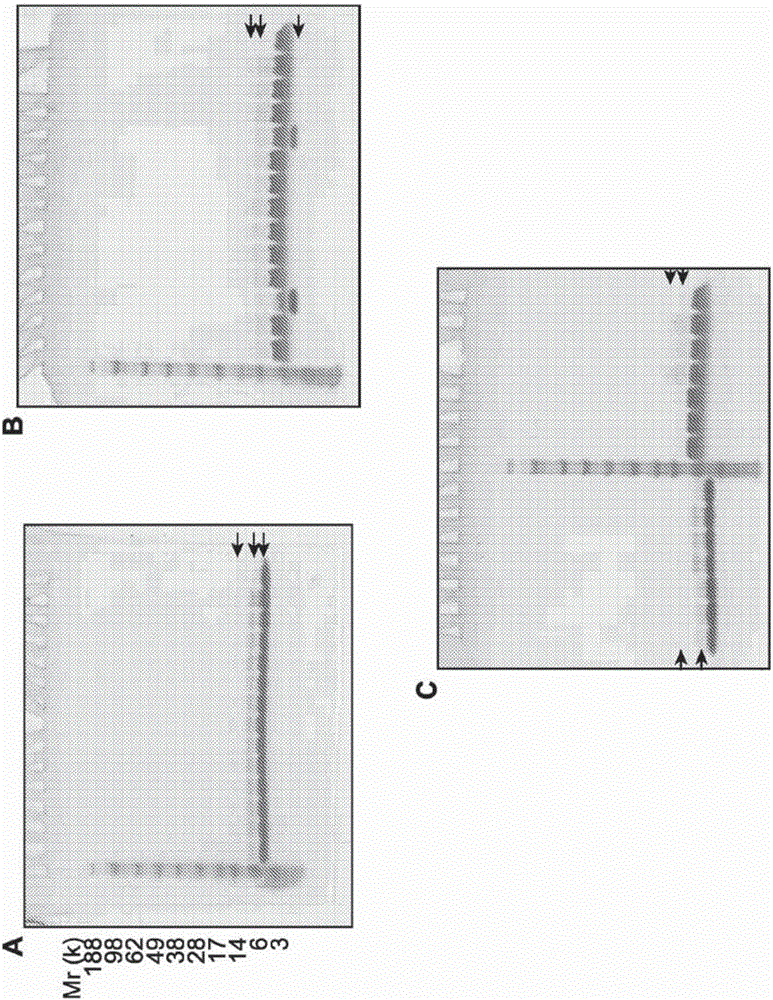 Chlorotoxin conjugates and methods of use thereof