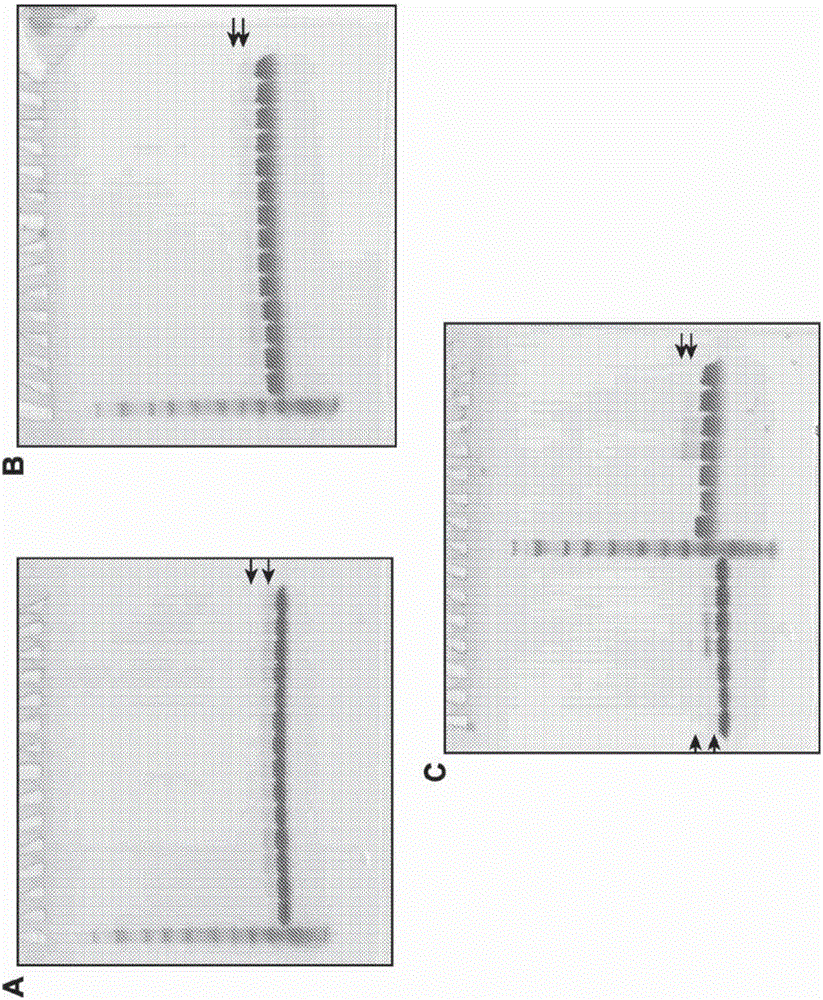 Chlorotoxin conjugates and methods of use thereof