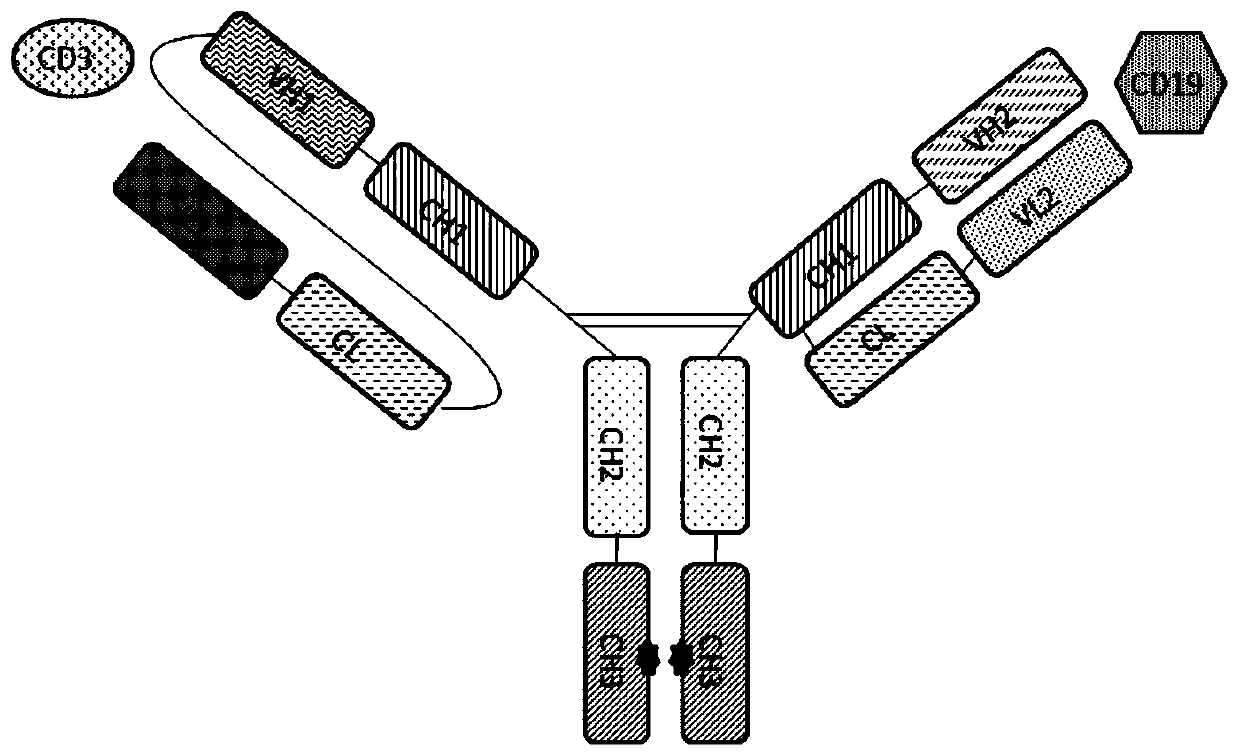 Anti-CD3 and anti-CD19 bispecific antibody