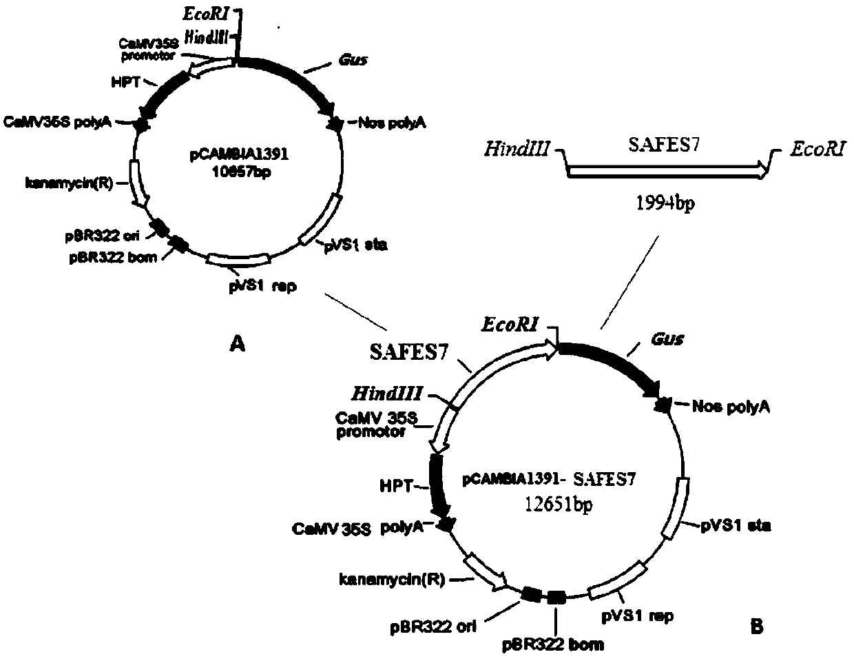 A strong expression promoter safes7 in stems and leaves of rice and its application