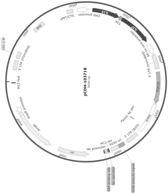 Genetically modified stem cell for cartilage repair treatment and application thereof