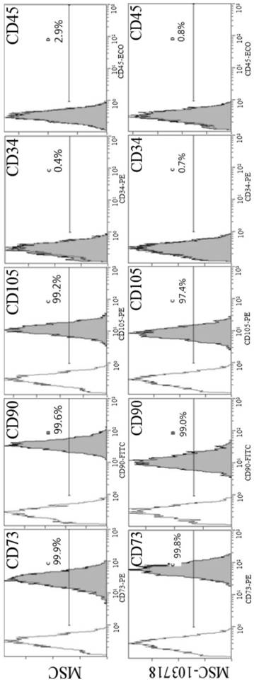 Genetically modified stem cell for cartilage repair treatment and application thereof