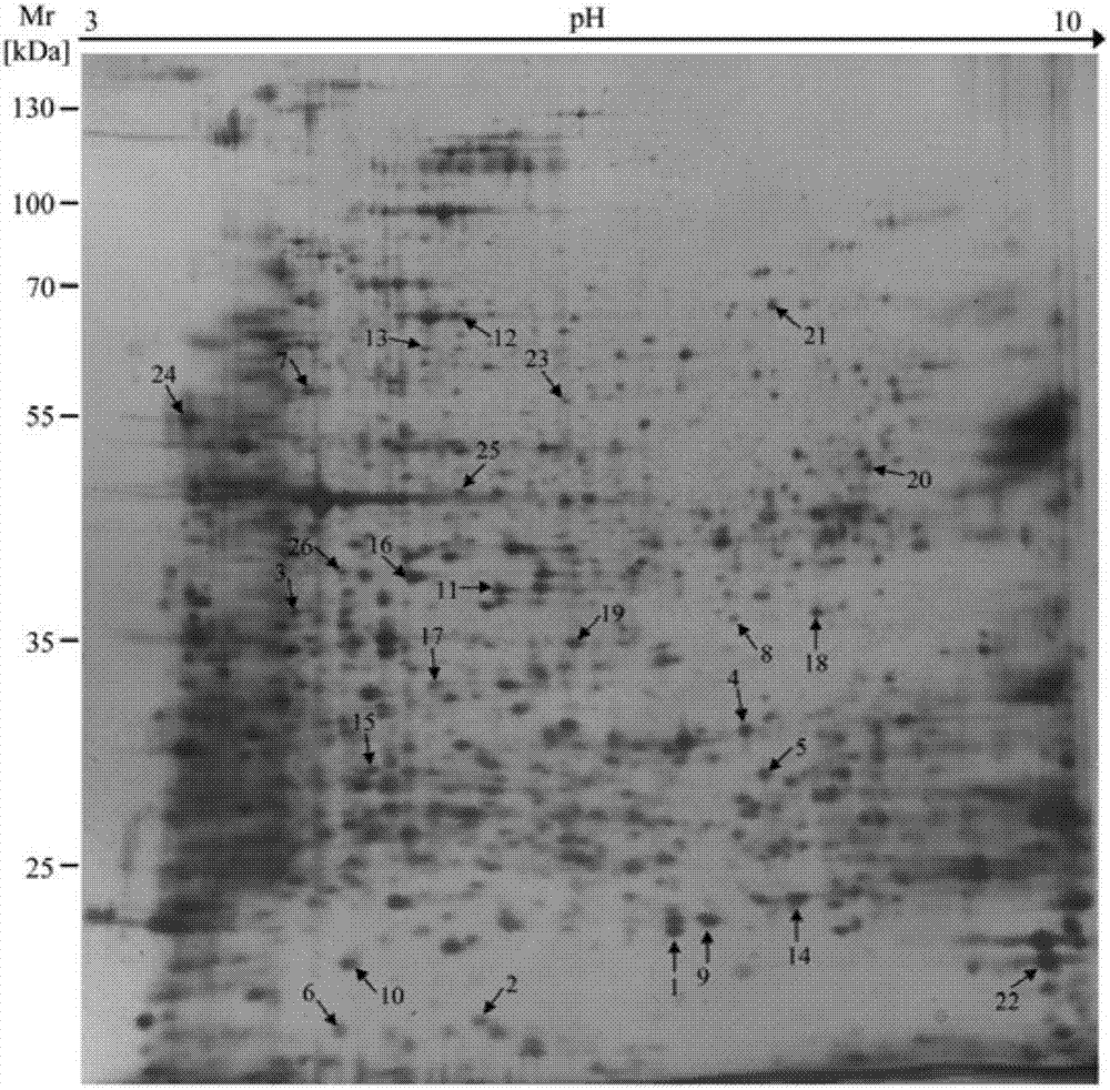 Molecular detection method of panonychus citri Mc Gregor response abamectin stress protein encoding gene