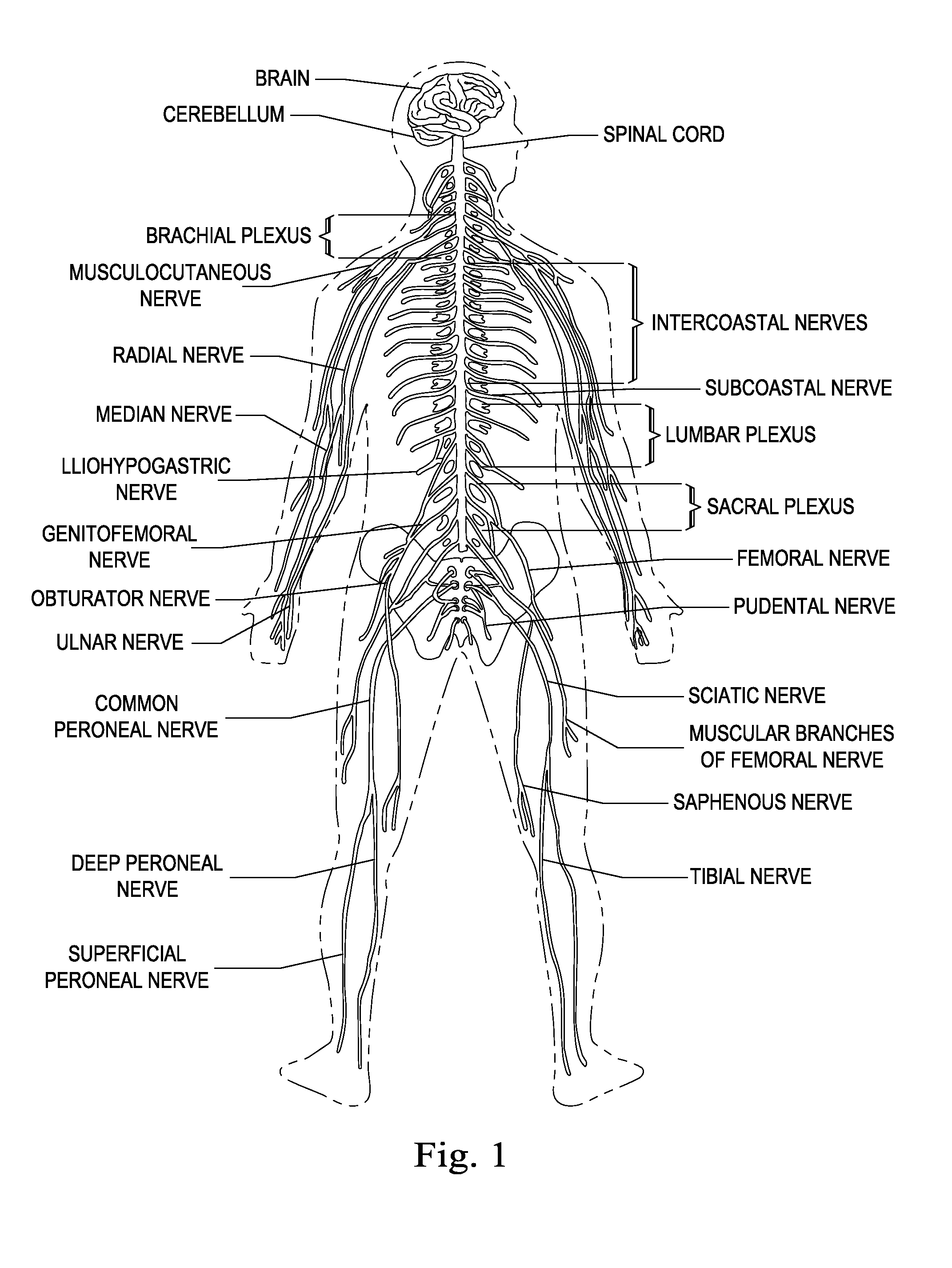 System and method for improving nerve finding for peripheral nerve stimulation