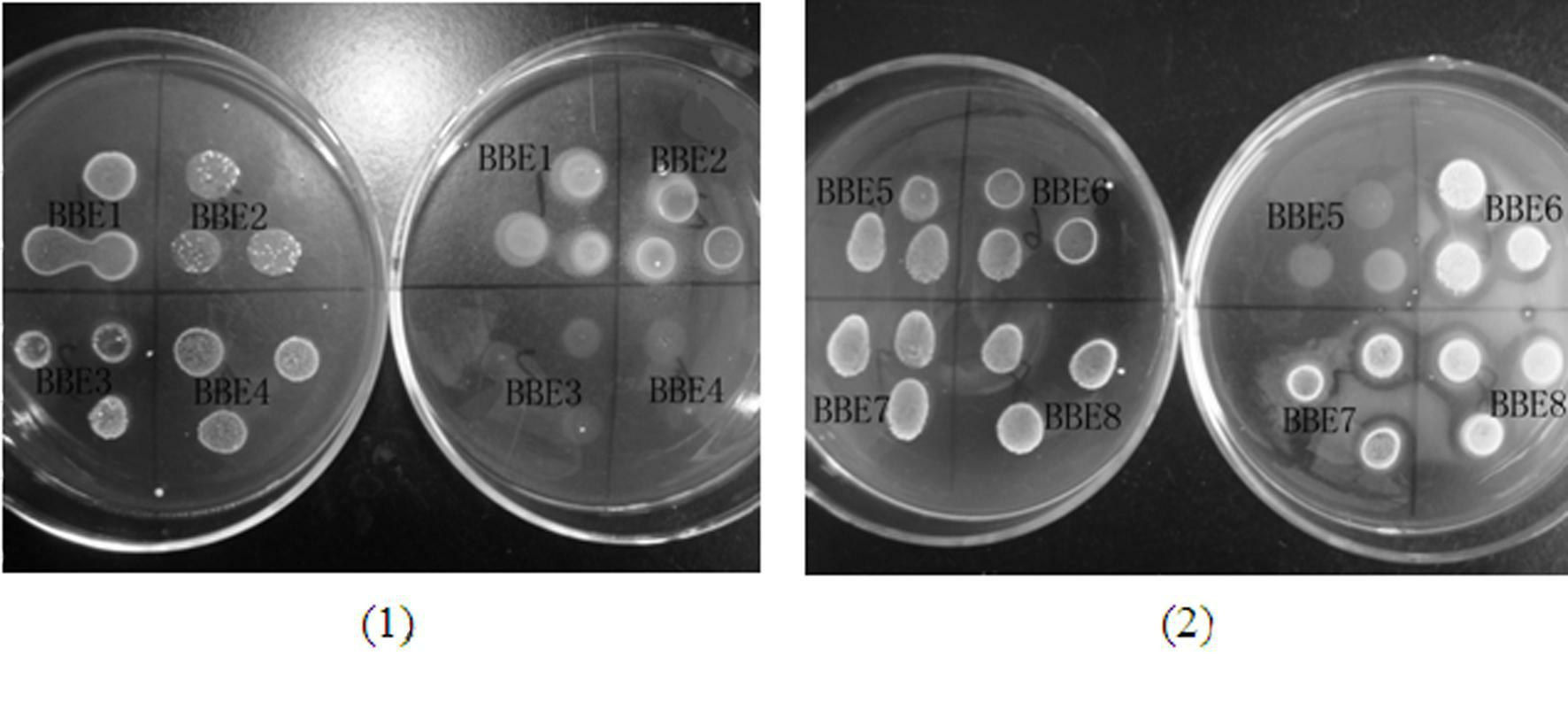 Lactic acid bacteria for producing bile salt hydrolase as well as screening method and application thereof