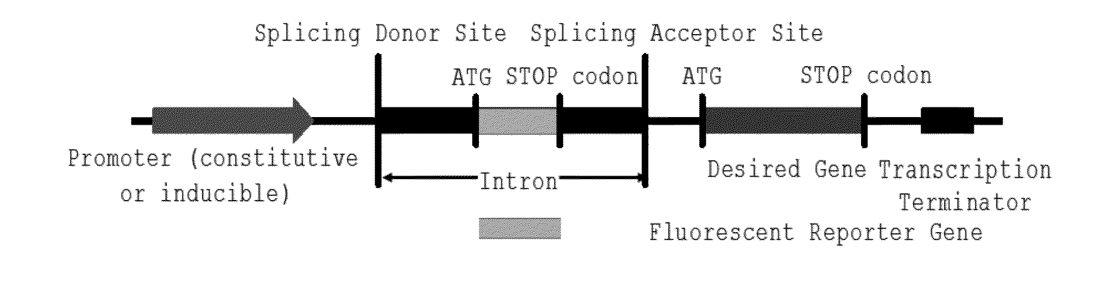 DNA construct and method for transgene expression