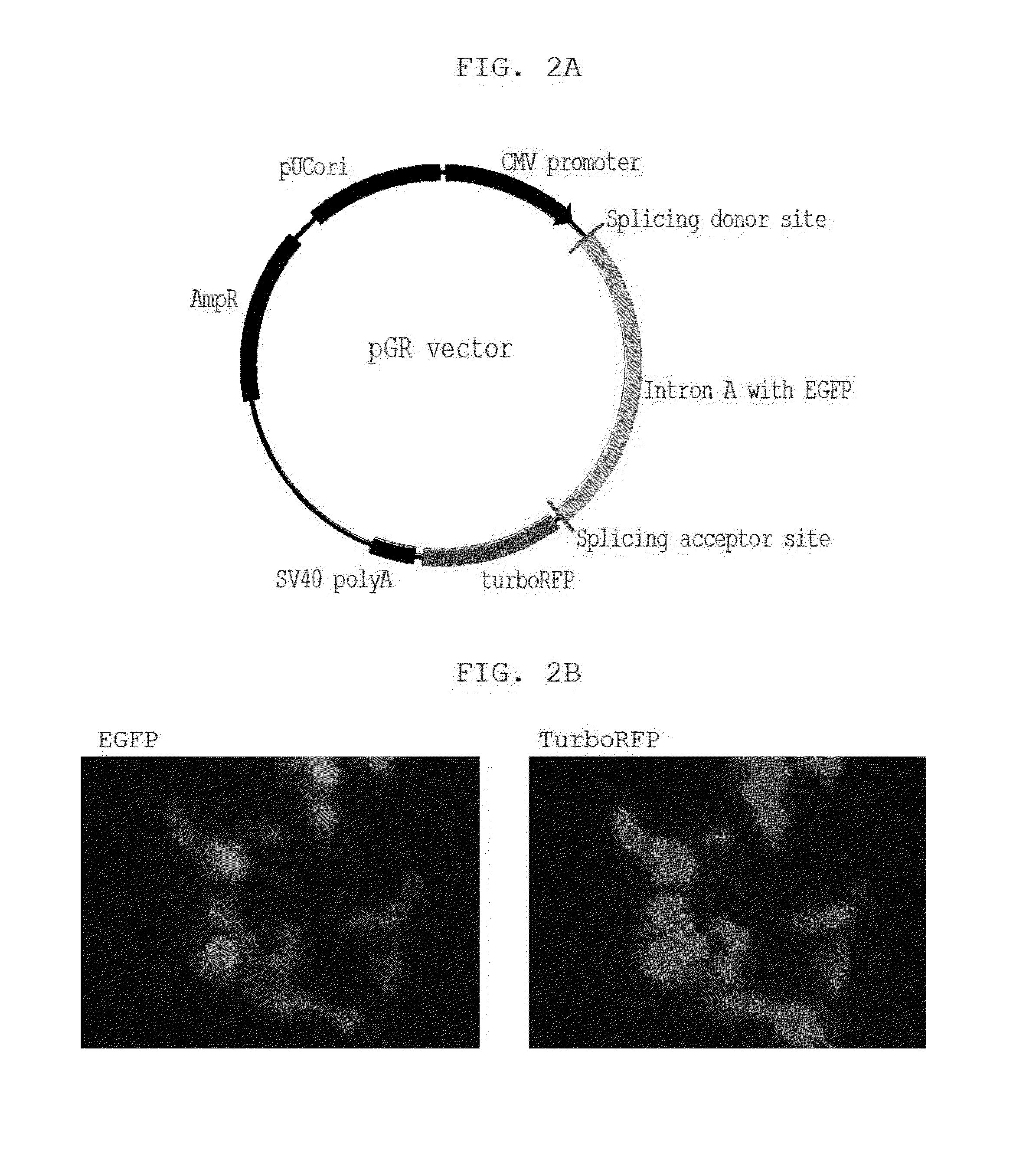 DNA construct and method for transgene expression