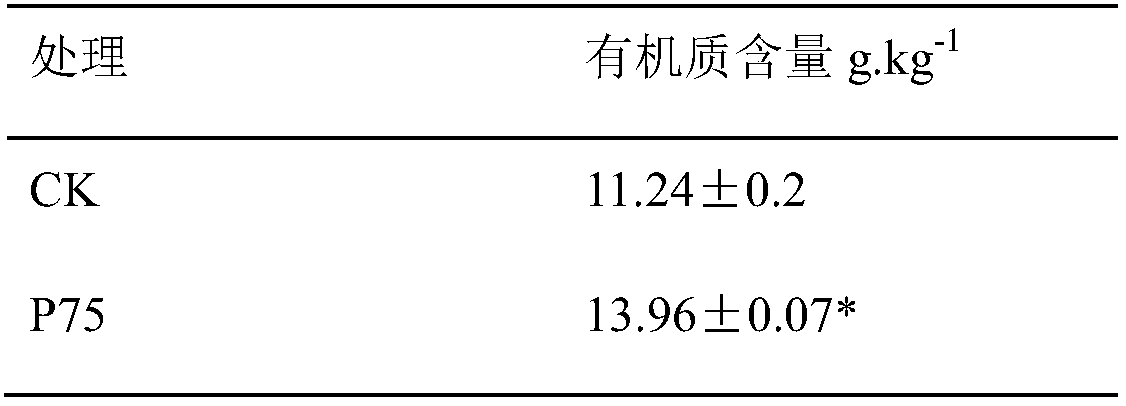 Bacillus P75 for improving Pisha sandstone soil fertility and application thereof