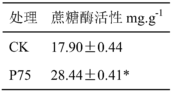 Bacillus P75 for improving Pisha sandstone soil fertility and application thereof