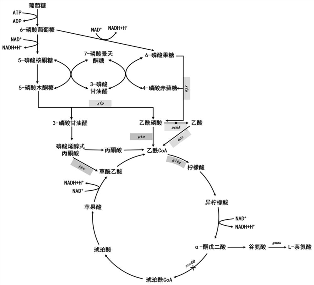 Escherichia coli genetically engineered bacterium and method for producing L-theanine by fermenting escherichia coli genetically engineered bacterium