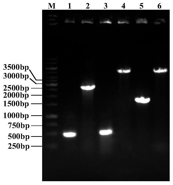 Escherichia coli genetically engineered bacterium and method for producing L-theanine by fermenting escherichia coli genetically engineered bacterium