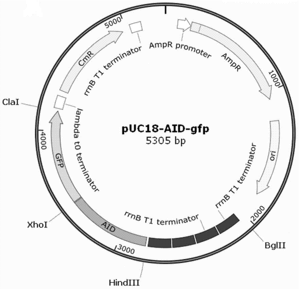 Arsenic induced operon gene and application thereof