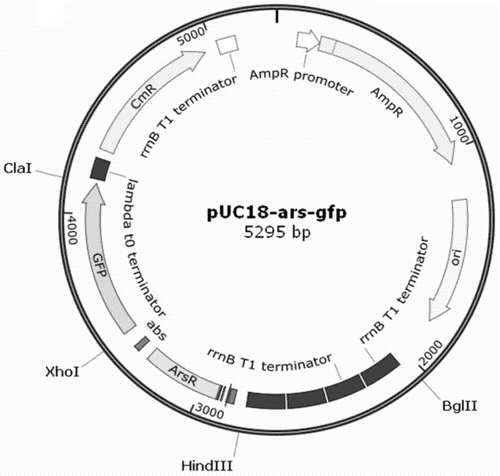 Arsenic induced operon gene and application thereof