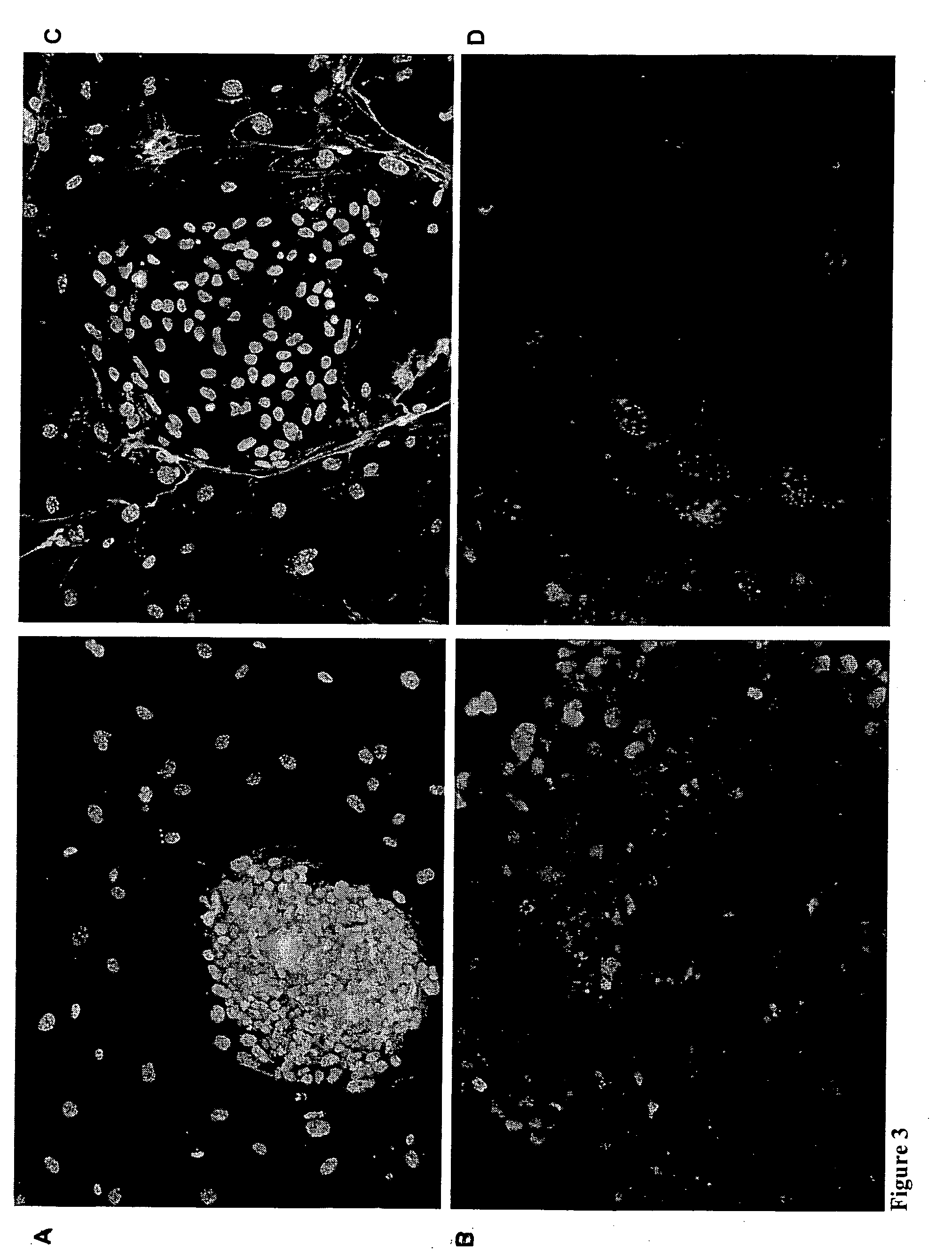 Novel carbohydrate profile compositions from human cells and methods for analysis and modification thereof