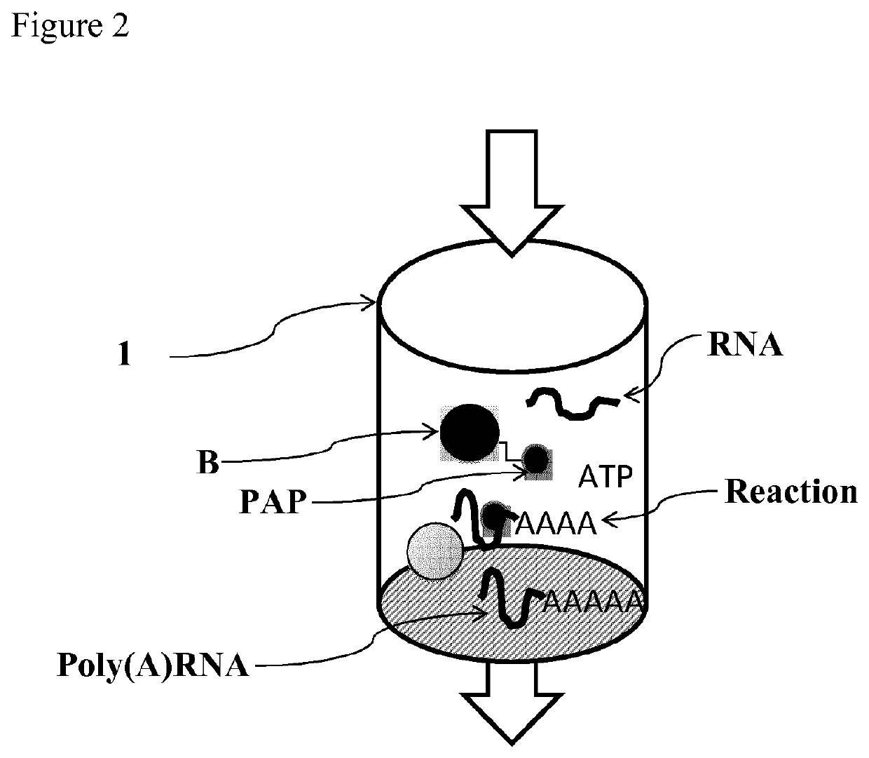 Immobilized poly(n)polymerase