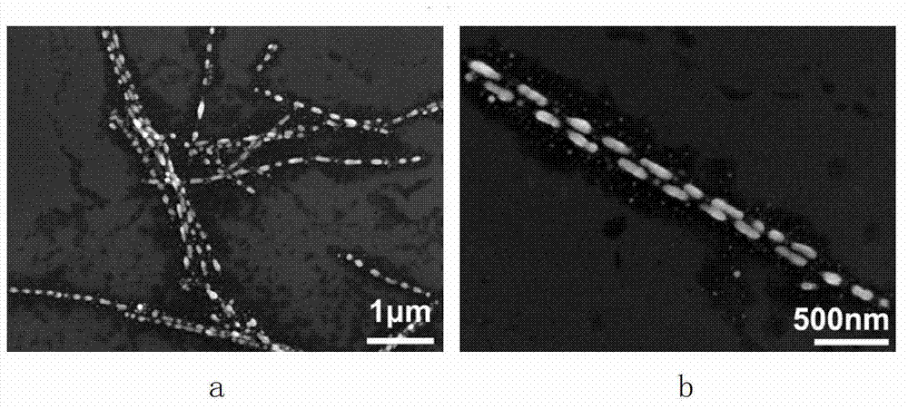 Preparation method for silver nanoparticle chain