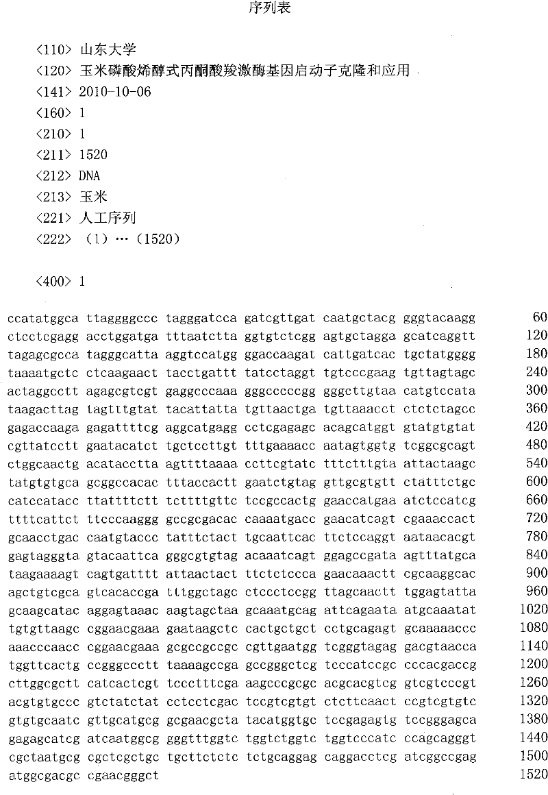 Cloning and application of maize phosphoenolpyruvate carboxykinase gene promoter