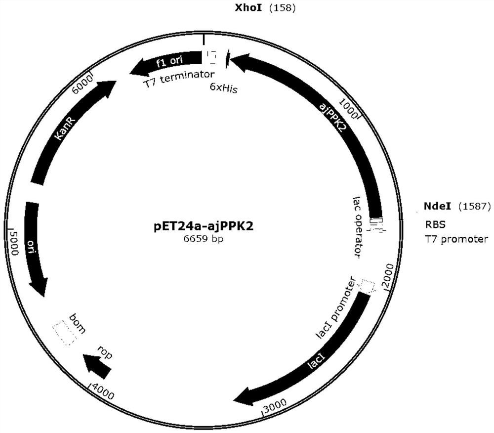 Polyphosphokinase mutants