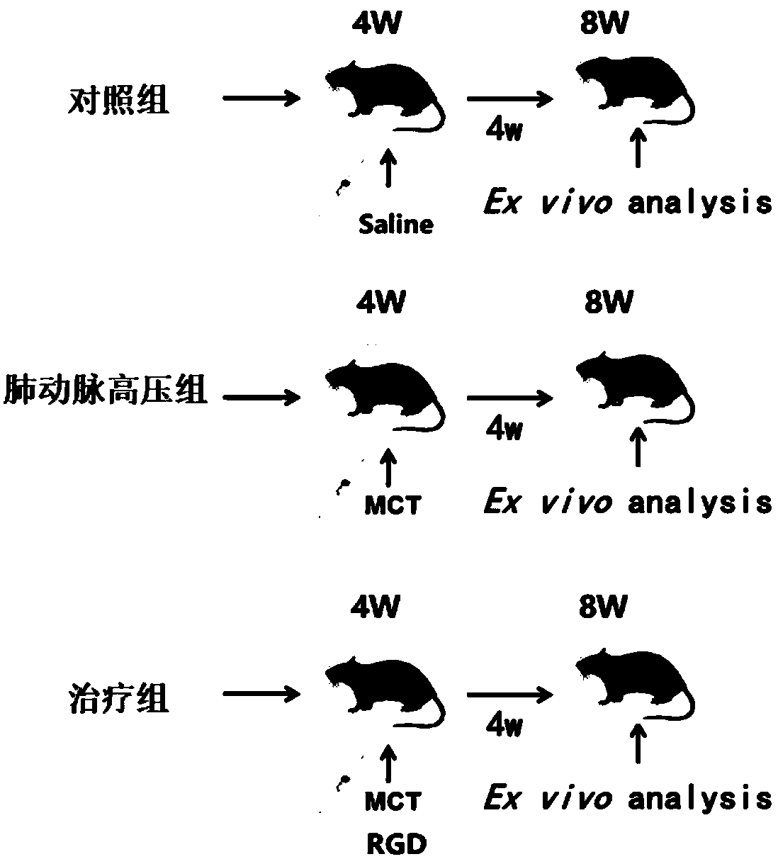 Application of exogenous Cyclo(-RGDfK) polypeptide to preparation of medicines for preventing and treating hypertensive pulmonary arterial disease