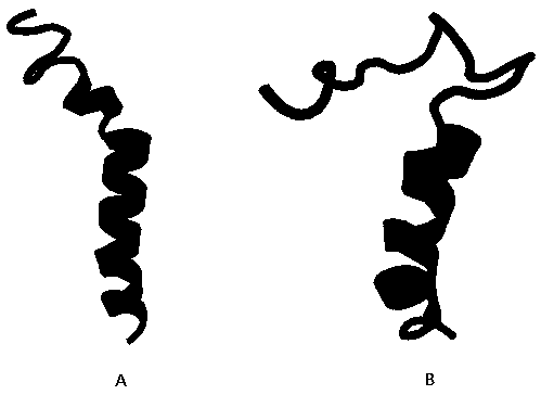 Antibacterial peptide and application thereof