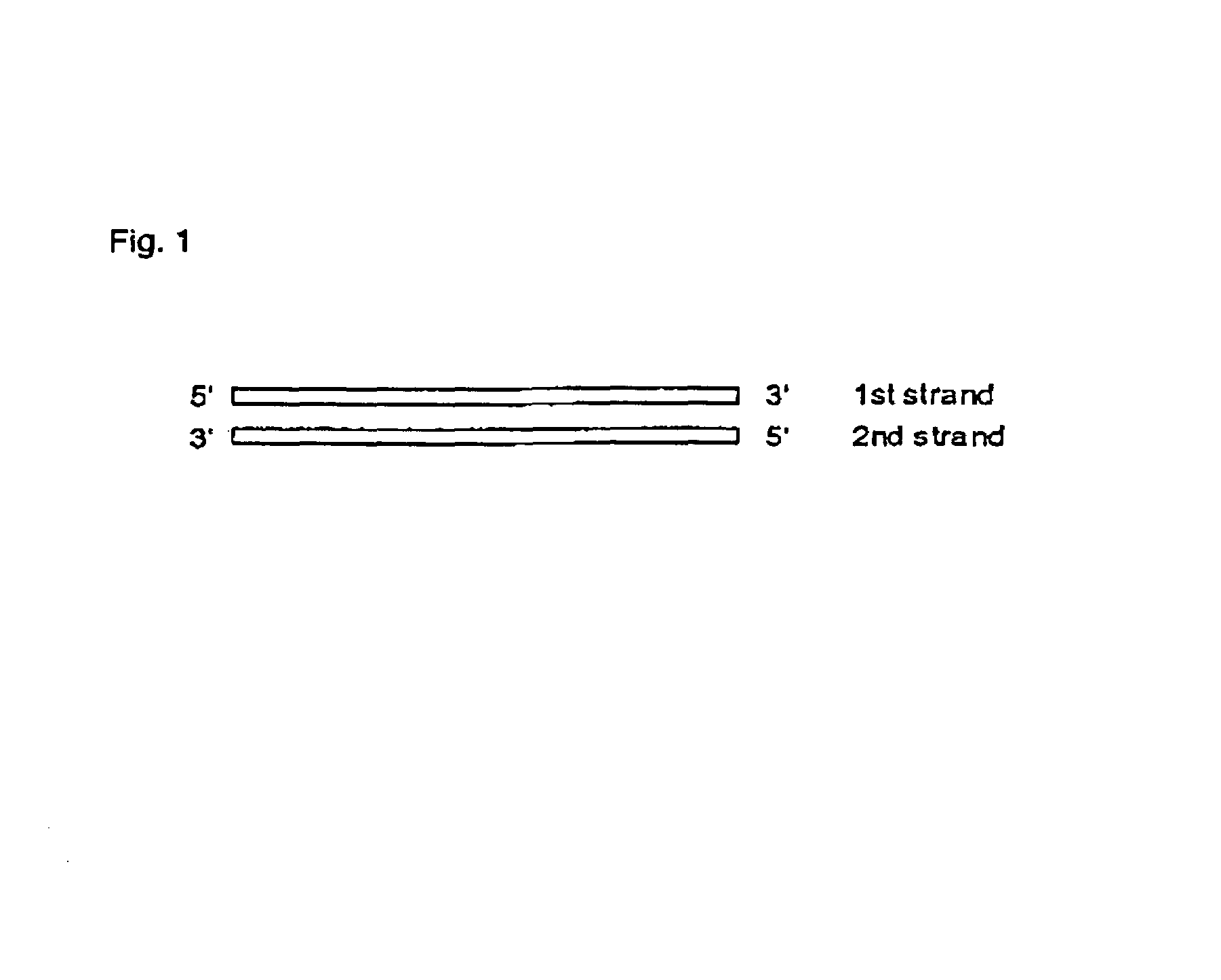 Interfering RNA molecules