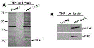 Application of homoharringtonine-type compounds in antitumor drug preparation