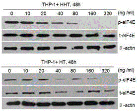 Application of homoharringtonine-type compounds in antitumor drug preparation