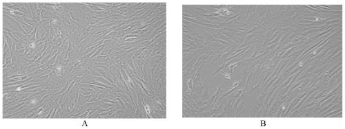 Dental pulp stem cell separation and culture method