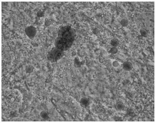 Dental pulp stem cell separation and culture method