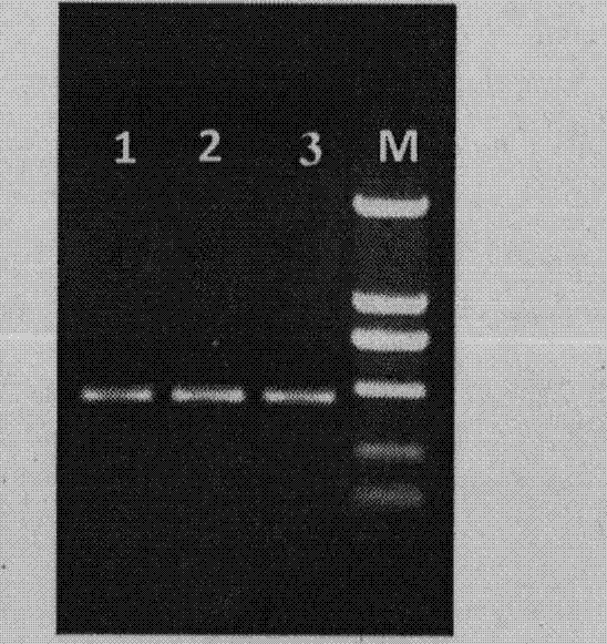 Molecular marker-assisted selection primer and method for wilt resistance and gynoecious line of cucumis melon