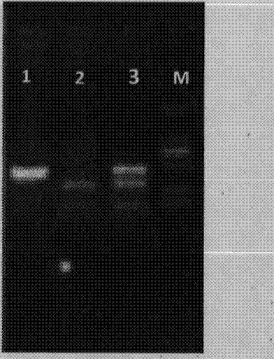 Molecular marker-assisted selection primer and method for wilt resistance and gynoecious line of cucumis melon